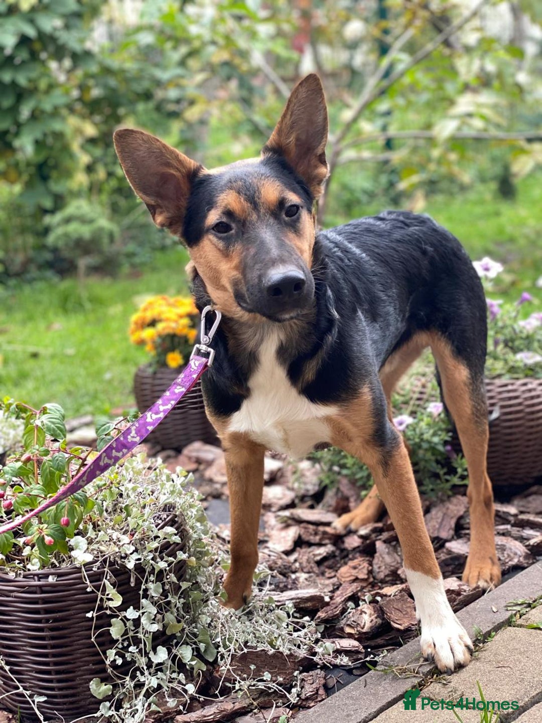 Mixed Breed dogs for adoption: 💙🐶 CONNOR 🐶💙 - Image 15