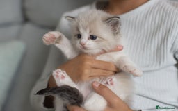 Ragdoll cats for sale: NEW LITTER of Blue BiColour And Lynx kittens - Image 22
