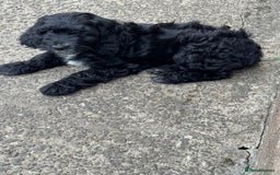 Mixed Breed dogs for sale: Sprockapoo Puppies in Bargoed - Image 6