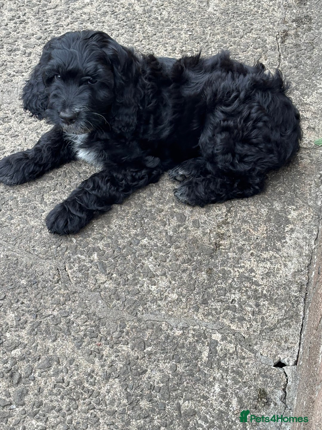 Mixed Breed dogs for sale: Sprockapoo Puppies in Bargoed - Image 6
