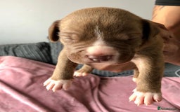 Mixed Breed dogs for sale: American bulldogs  - Image 18