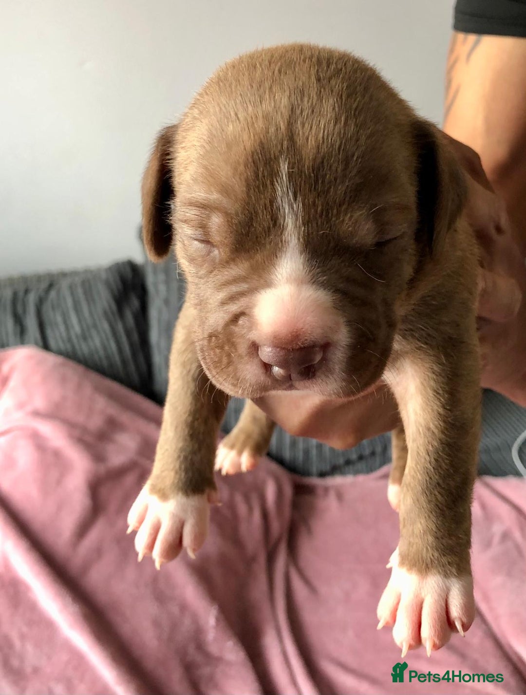 Mixed Breed dogs for sale: American bulldogs  - Image 18
