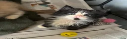 Mixed Breed cats for sale: Kittens  - Advert 5