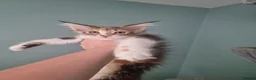 Maine Coon cats for sale: Maine Coon kittens  - Advert 13