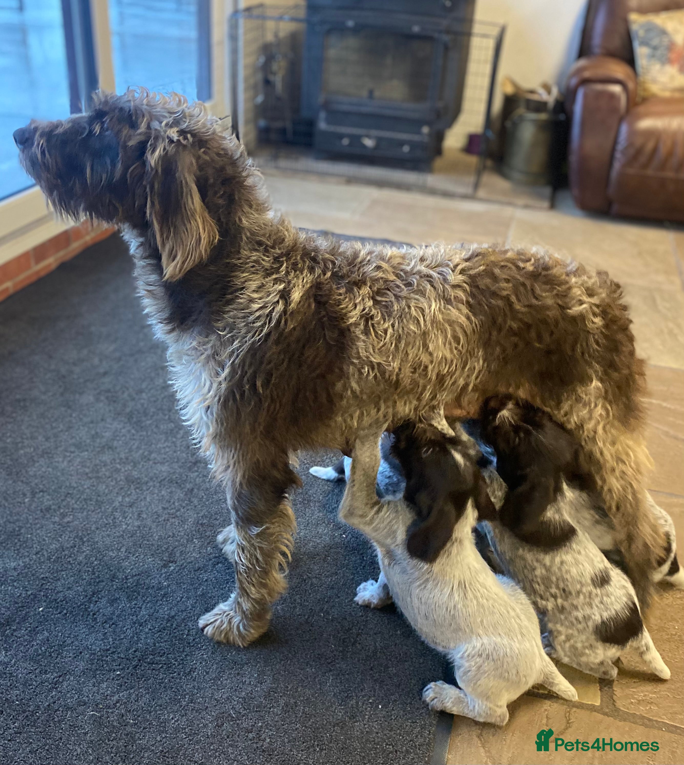 German Wirehaired Pointer dogs KC Registered German Wirehiared Pointer Pups - Advert 6