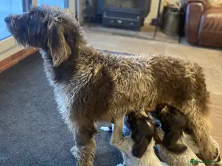 German Wirehaired Pointer dogs KC Registered German Wirehiared Pointer Pups - Advert 1