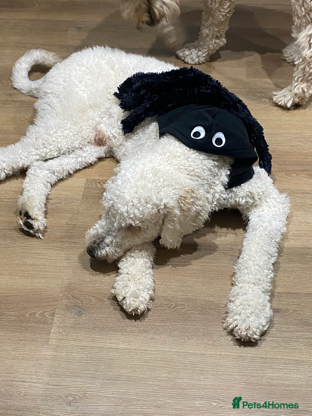 Goldendoodle dogs for stud: Standard multigenerational goldendoodle for stud - Advert 10