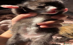 Mixed Breed cats for sale: 5 babies just born weeks ago! - Image 1