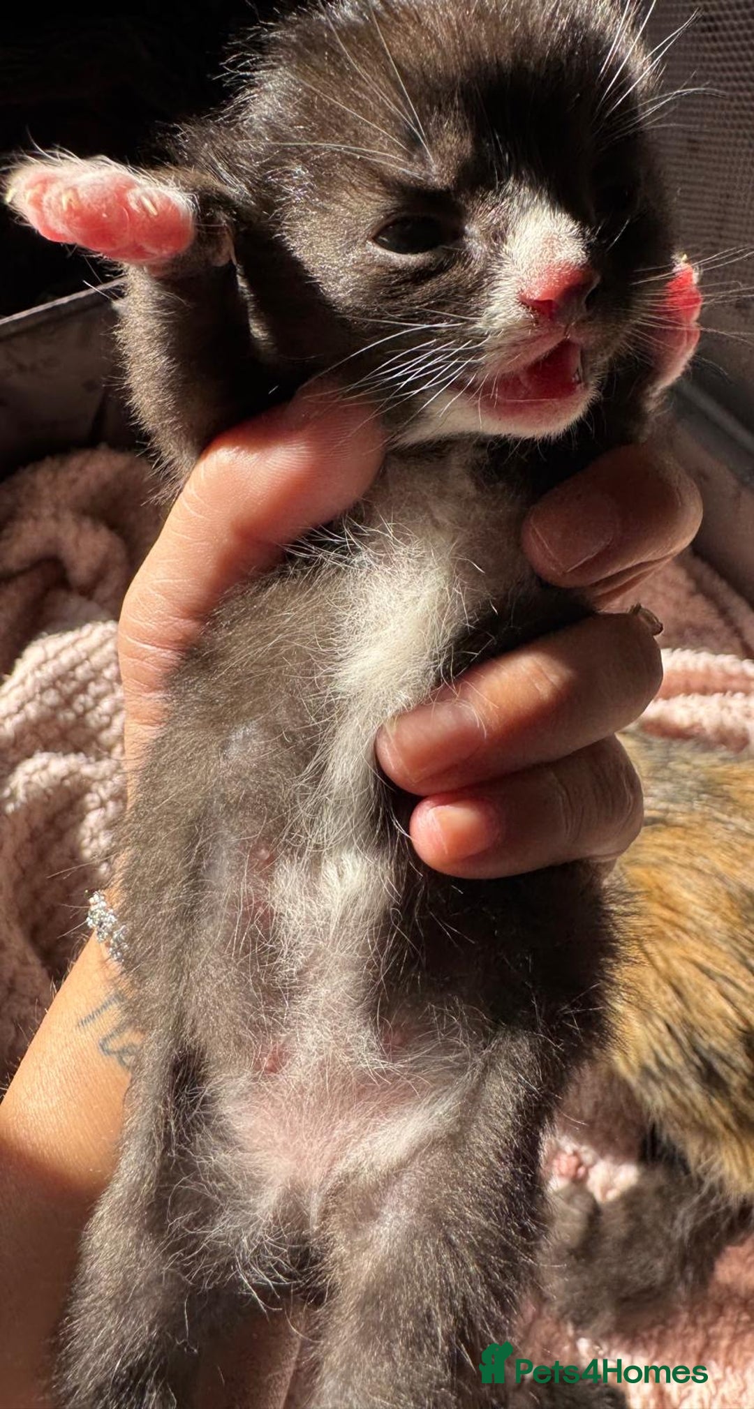 Mixed Breed cats for sale: 5 babies just born weeks ago! - Image 1