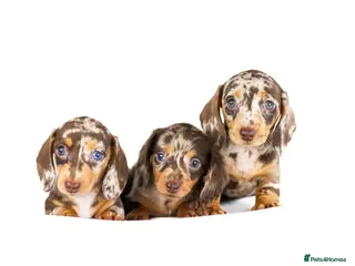 Miniature Dachshund dogs Kc reg miniature dachshunds - Advert 5