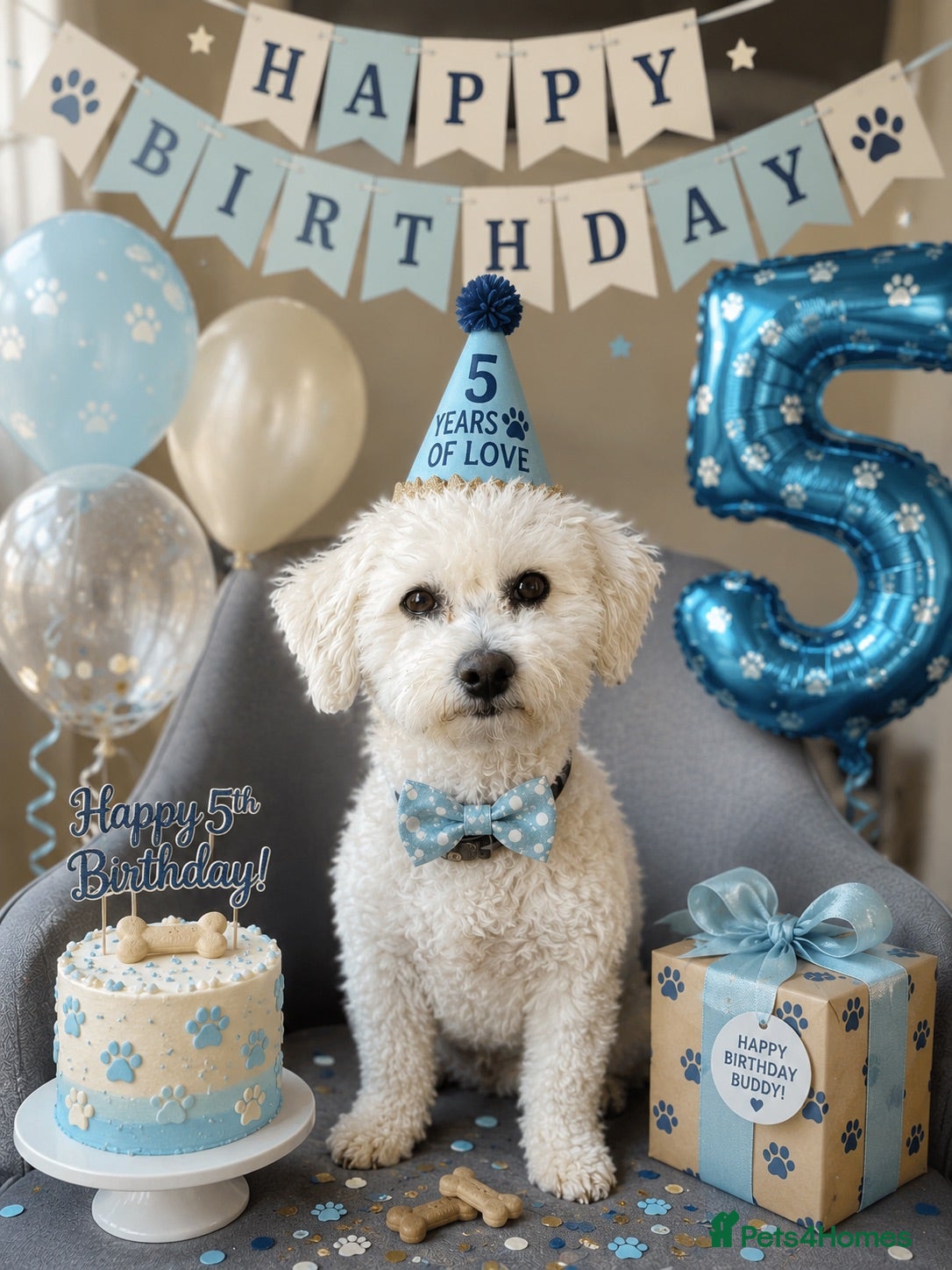 Bichon Frise dogs Mr MILE - Advert 1