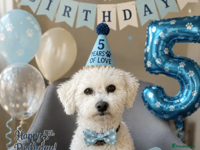 Bichon Frise dogs for stud: Mr MILE - Advert 1