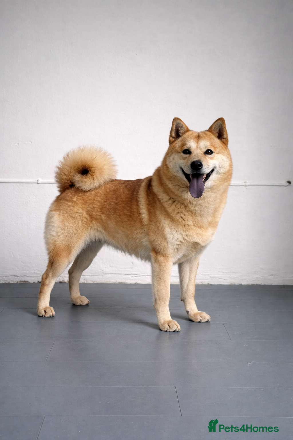 Mixed Breed dogs (Foxie) adult female mini chowsky for sale - Advert 2