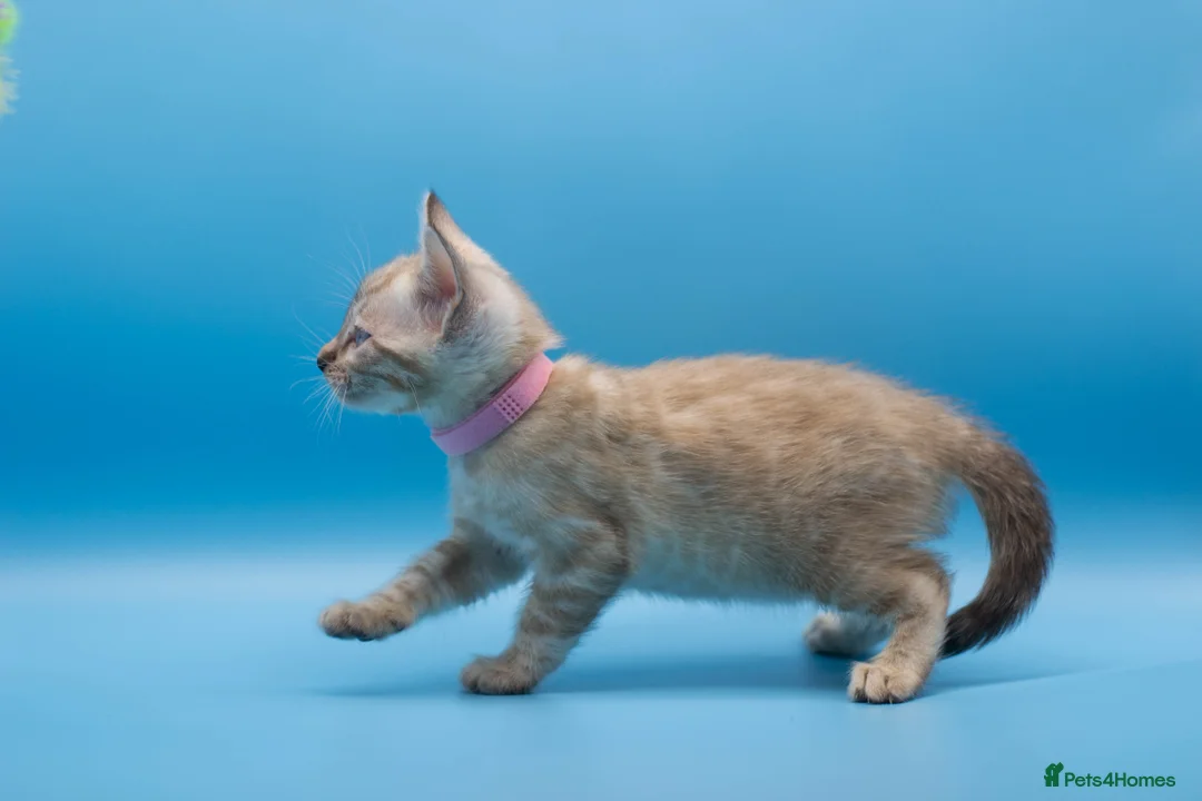 Bengal cats for sale: Snow Lynx Bengal Kittens–Available for Reservation - Advert 18