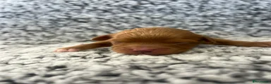 Cavapoochon 4
