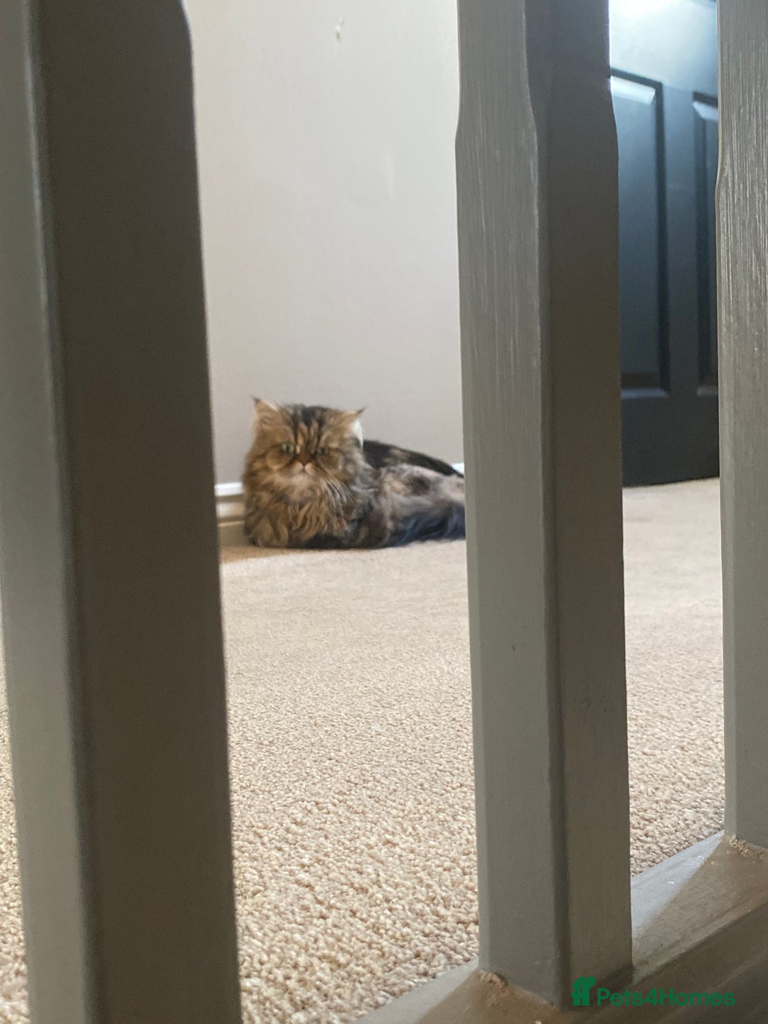 Persian cats for sale: Playful persian cat - Image 2