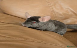 Chinchilla rodents for sale: Medium Tan Lovely Female Chinchilla for sale - Advert 5