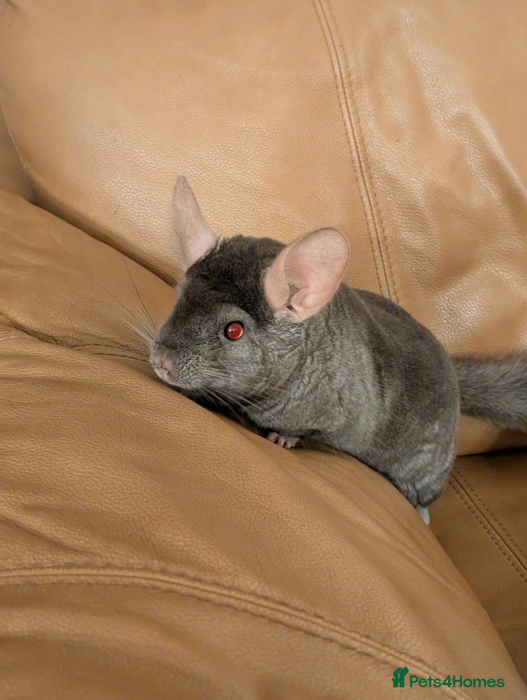 Chinchilla rodents for sale: Medium Tan Lovely Female Chinchilla for sale - Advert 5