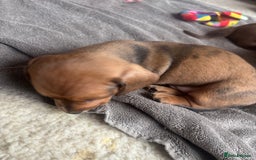 Miniature Dachshund dogs for sale: Miniature smoothed haired dachshund  - Image 13