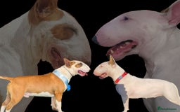 English Bull Terrier dogs for sale: English Bull Terrier Puppy Two Handsome Boys - Image 3