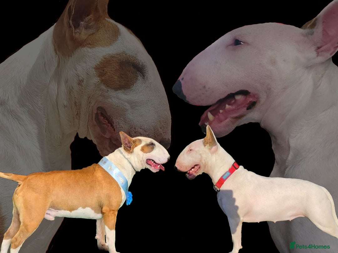 English Bull Terrier dogs for sale: English Bull Terrier Puppy Two Handsome Boys - Image 3