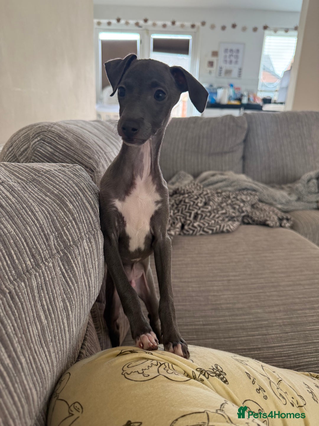 Italian Greyhound dogs for sale: In need of a new loving home🩵  - Advert 11