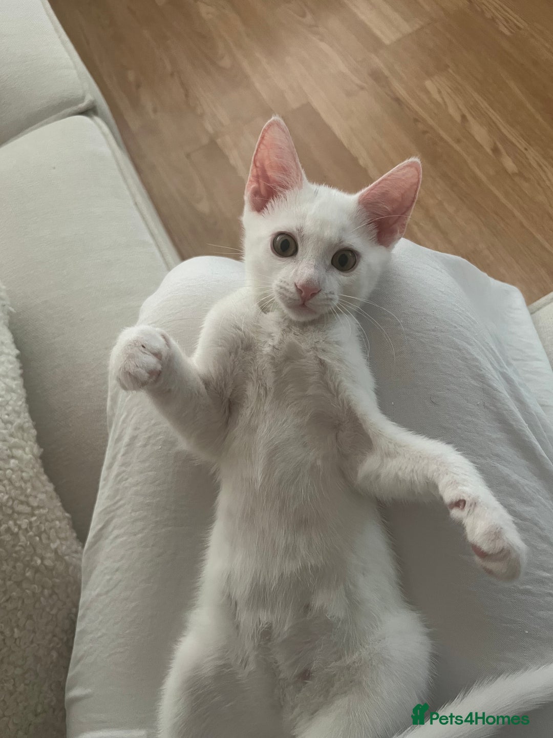 American Shorthair cats for sale: Prince  - Image 4