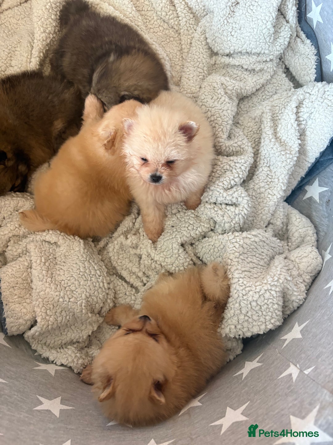 Pomeranian dogs for sale: ** Pomeranian Puppies 🐶🤍🐻🤎 - Image 26