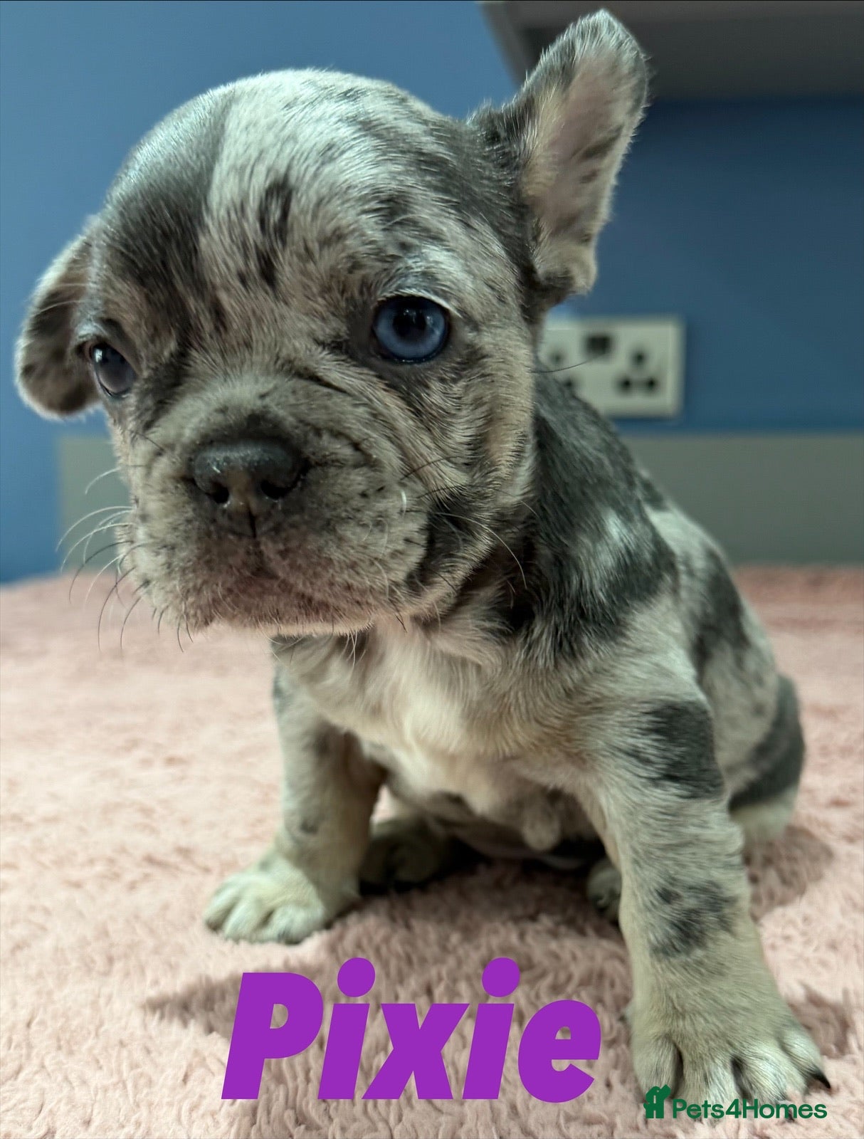 French Bulldog dogs French bulldog puppies - ready end of feb - Advert 12