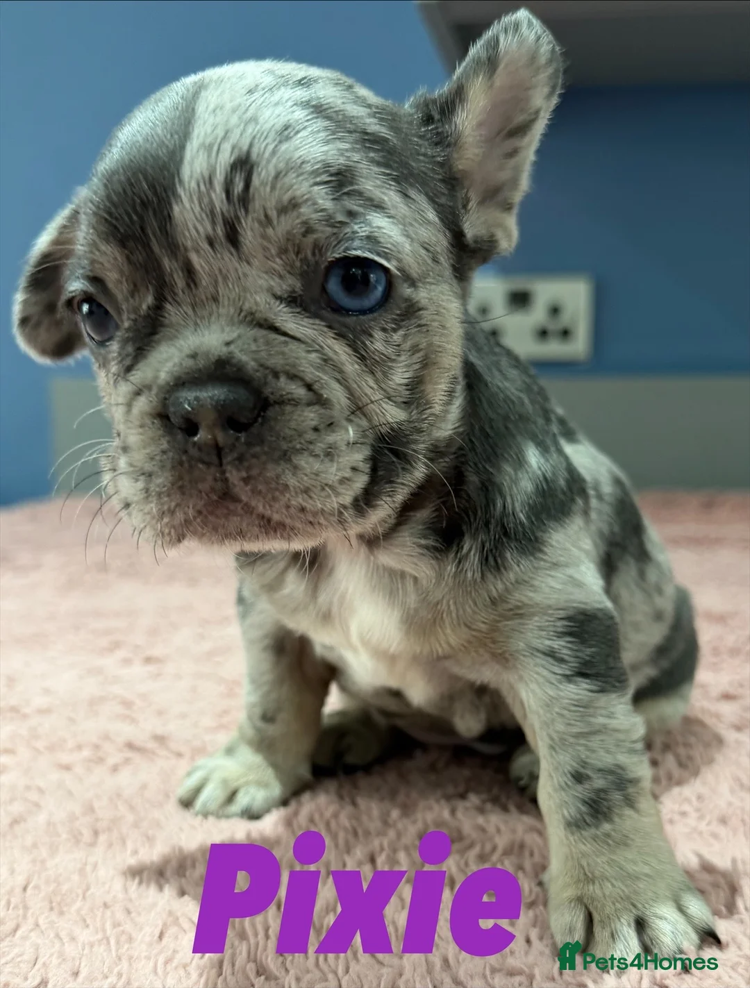 French Bulldog dogs for sale: French bulldog puppies - ready end of feb - Advert 2