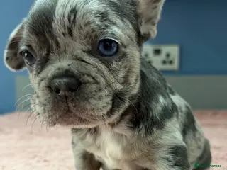 French Bulldog dogs French bulldog puppies - ready end of feb - Advert 12