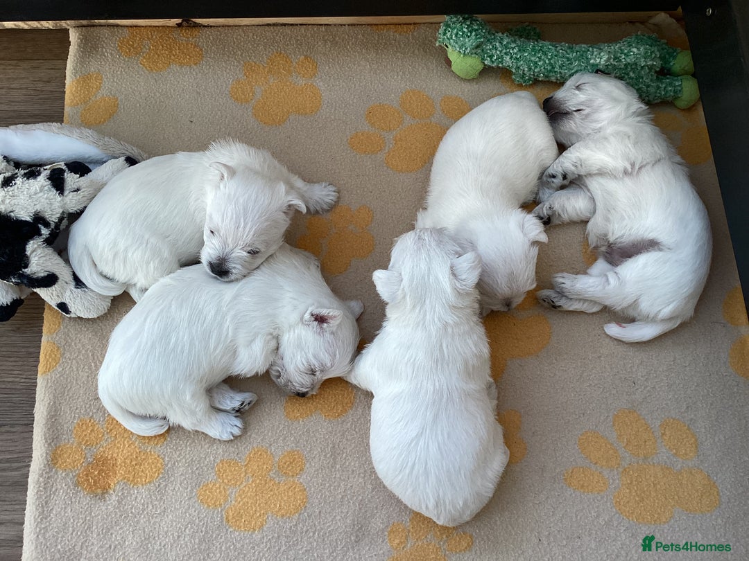 West Highland Terrier dogs for sale: West Highland Terriers For Sale - Image 3