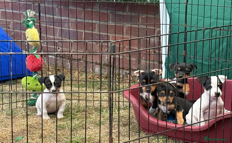 Jack Russell dogs - Advert 11