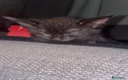 Mixed Breed cats for sale: Two beautiful mixed breed kittens  - Image 7