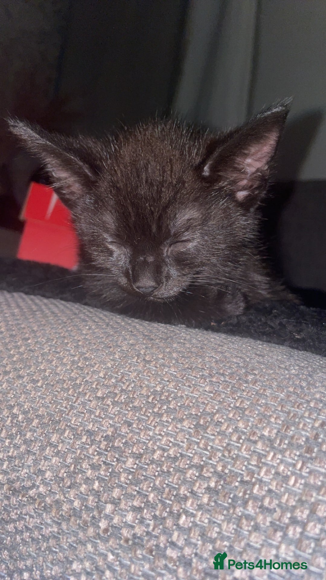 Mixed Breed cats for sale: Two beautiful mixed breed kittens  - Image 7