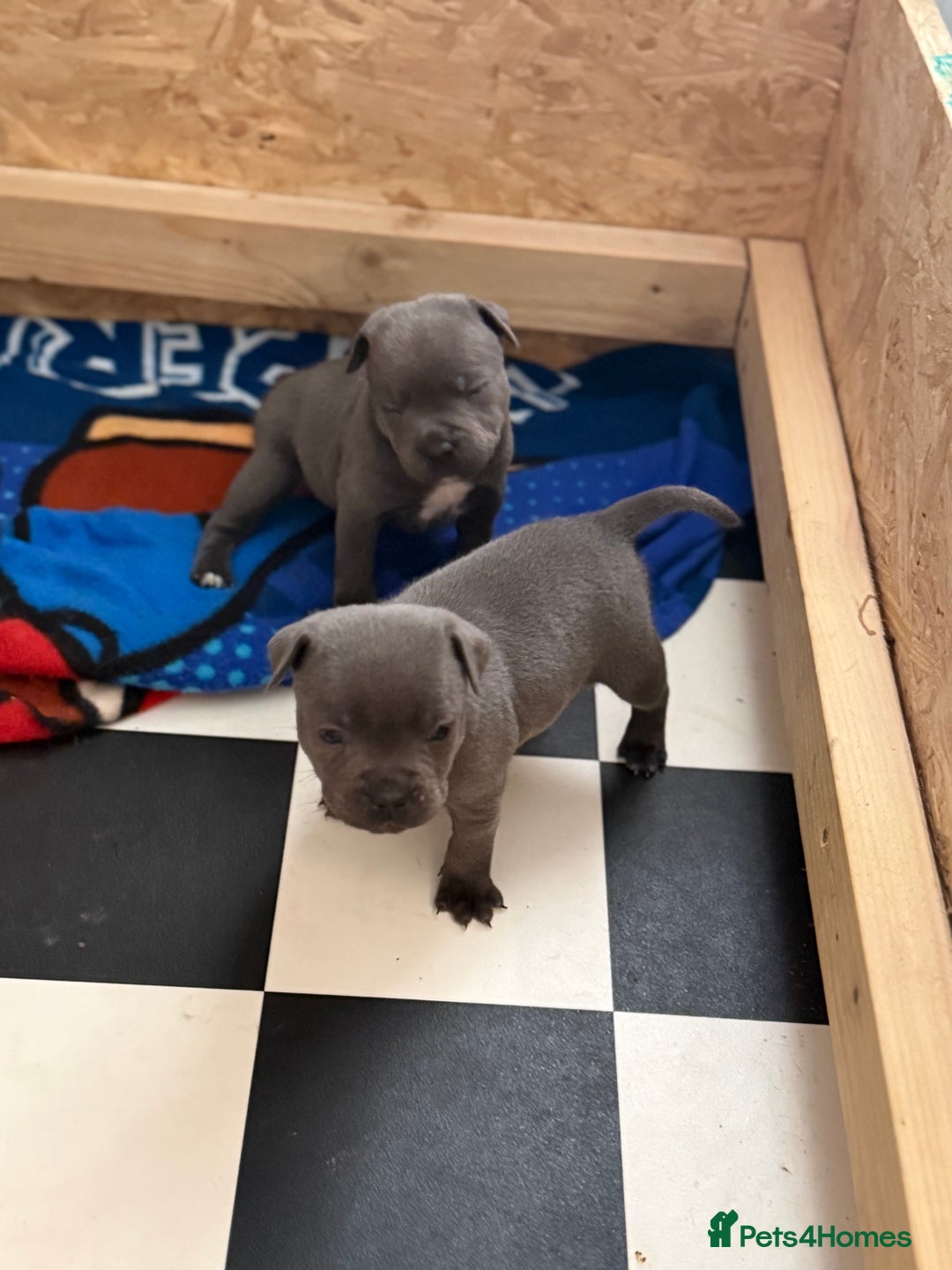 Staffordshire Bull Terrier dogs for sale: Beautiful stuffy pups  - Advert 9