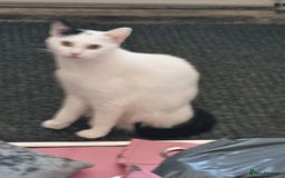 Mixed Breed cats for sale: 1 adult cat and 2 kittens  - Image 1