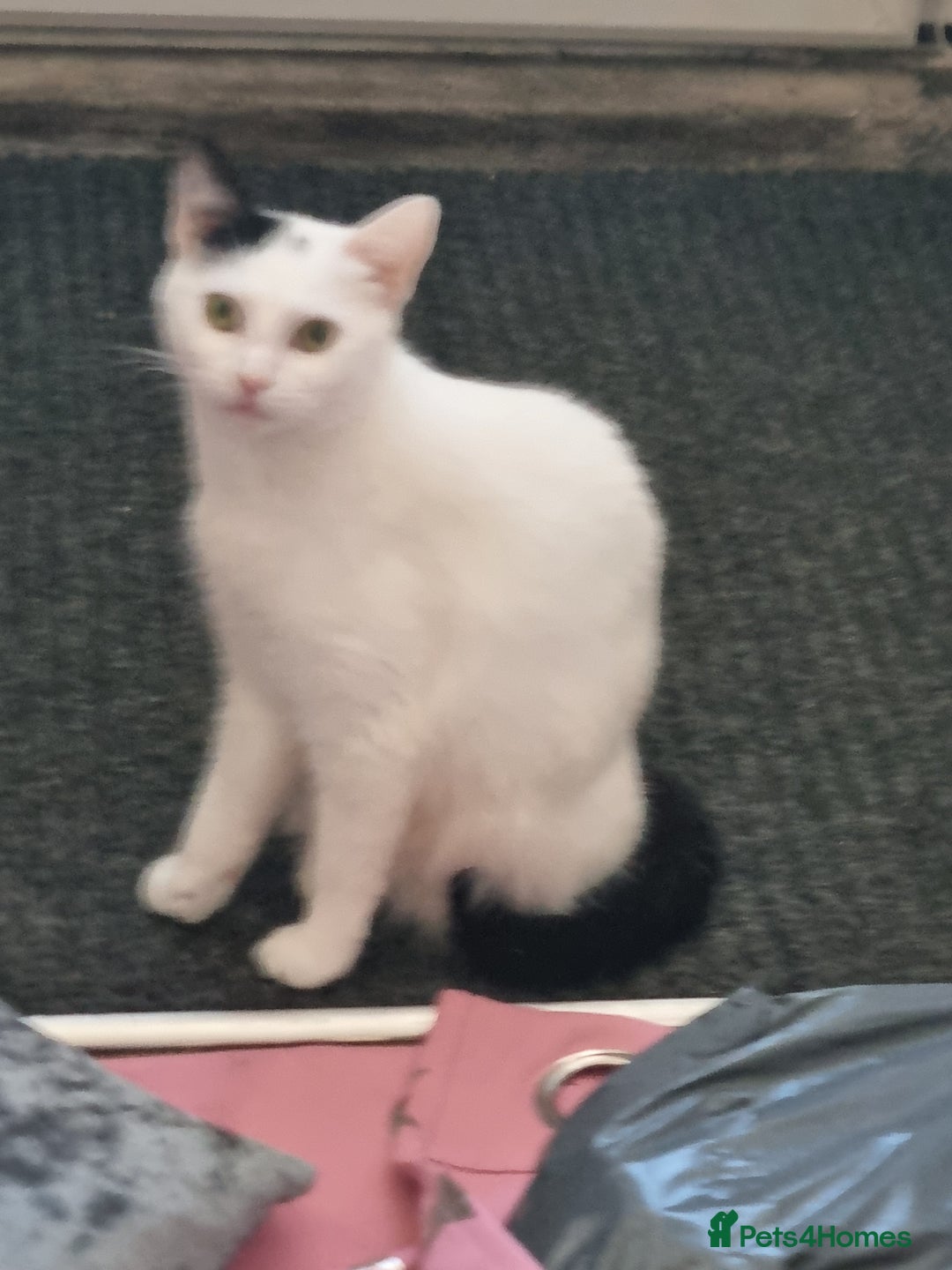Mixed Breed cats for sale: 1 adult cat and 2 kittens  - Image 1
