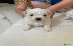 Zuchon dogs for sale: Zuchons pups ( Teddy bear pups) - Image 3