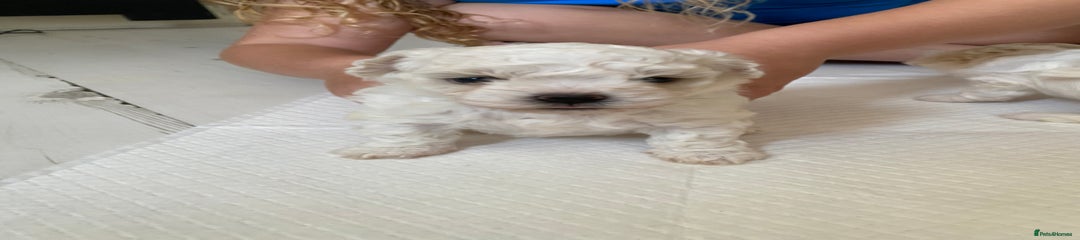 Zuchon Puppy 3
