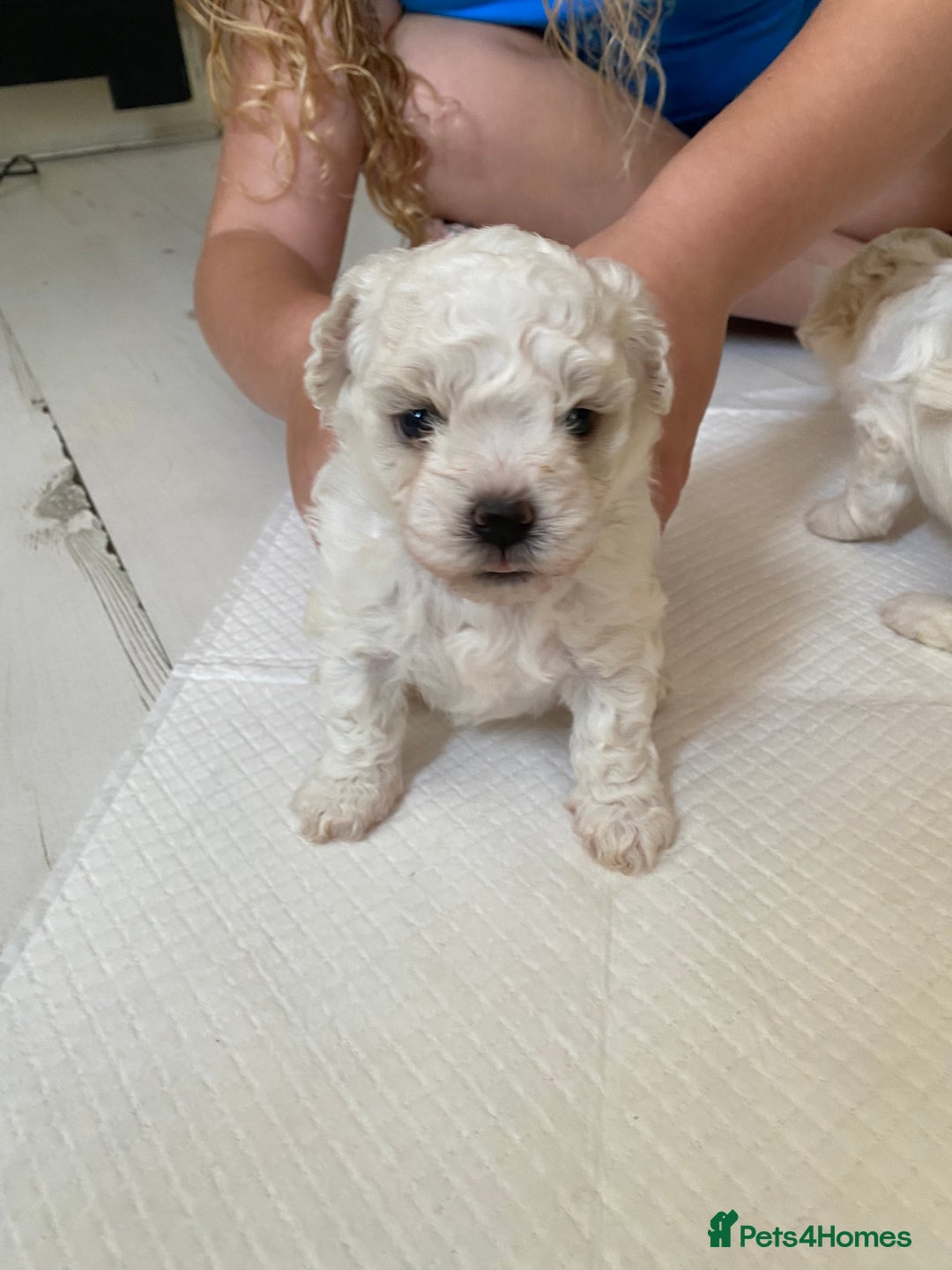 Zuchon dogs for sale: Zuchons pups ( Teddy bear pups) - Image 3