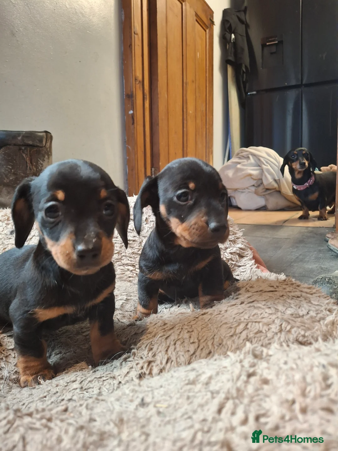 Miniature Dachshund dogs for sale: black and tan miniature dachshunds girls - Advert 13