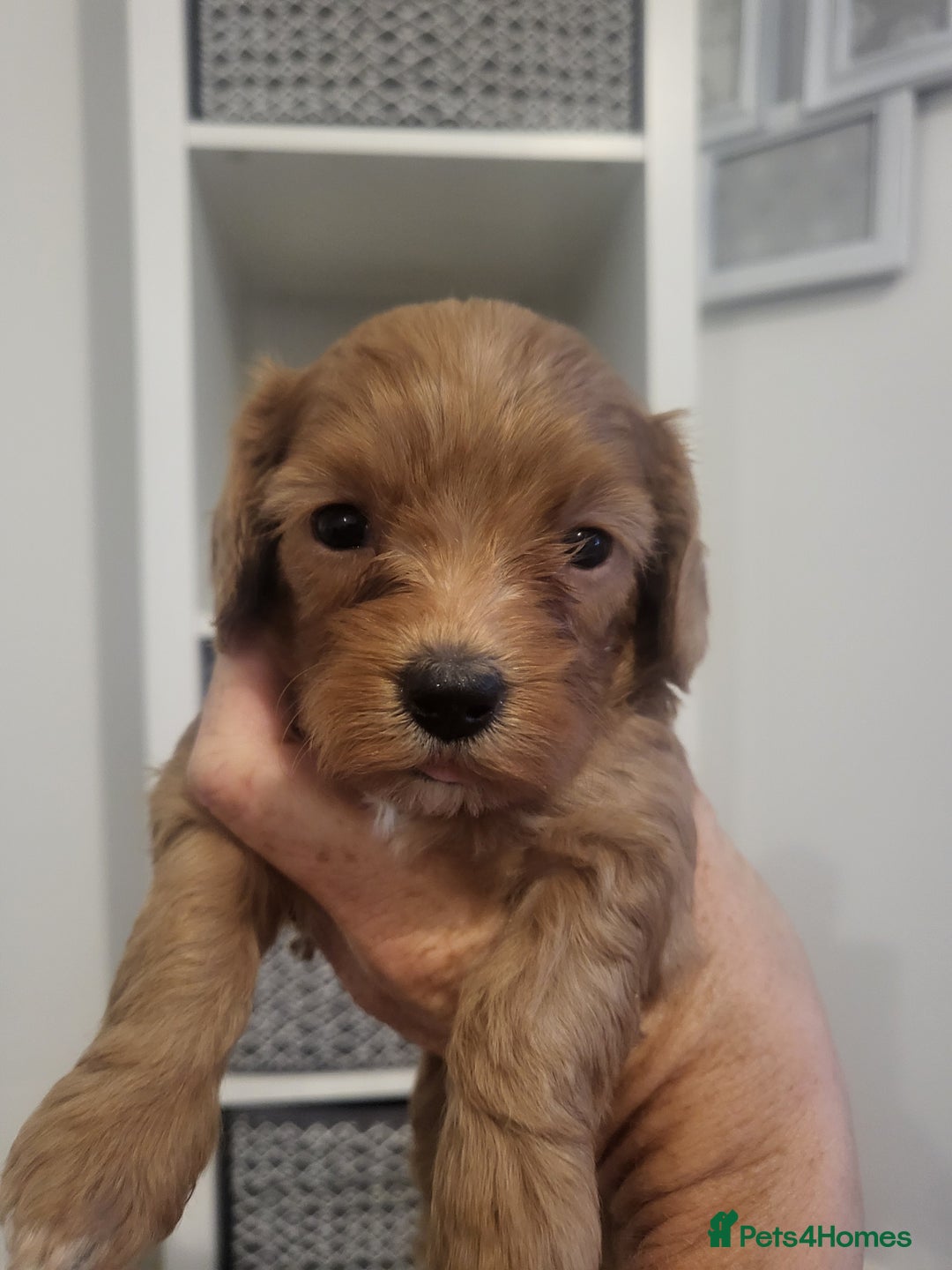 Cavachon dogs for sale: Cavapoochon - Image 3