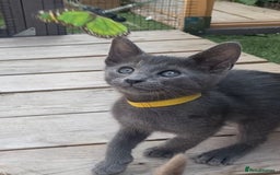 Mixed Breed cats for sale: Oriental X Siamese  - Image 7