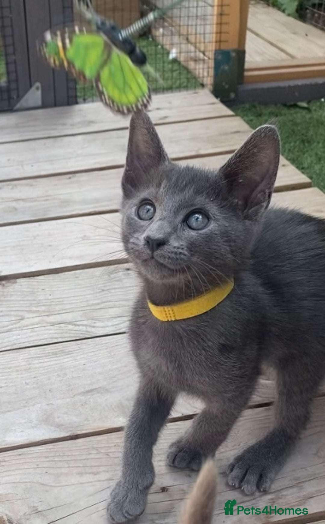 Mixed Breed cats for sale: Oriental X Siamese  - Image 7