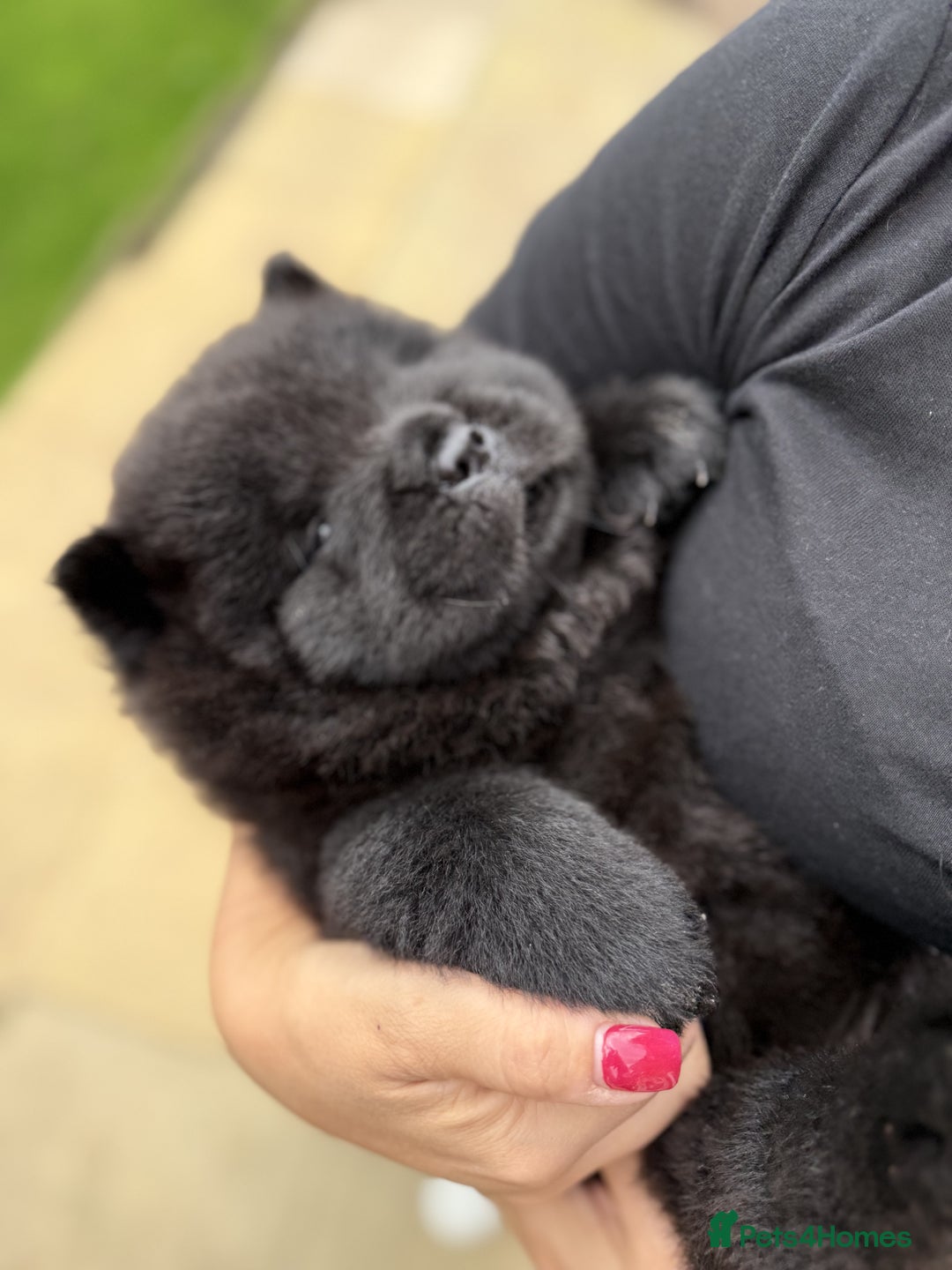 Chow Chow dogs for sale: 🐾Chow Chow Boy Pup – KC Registered Dad Bloodline - Image 6