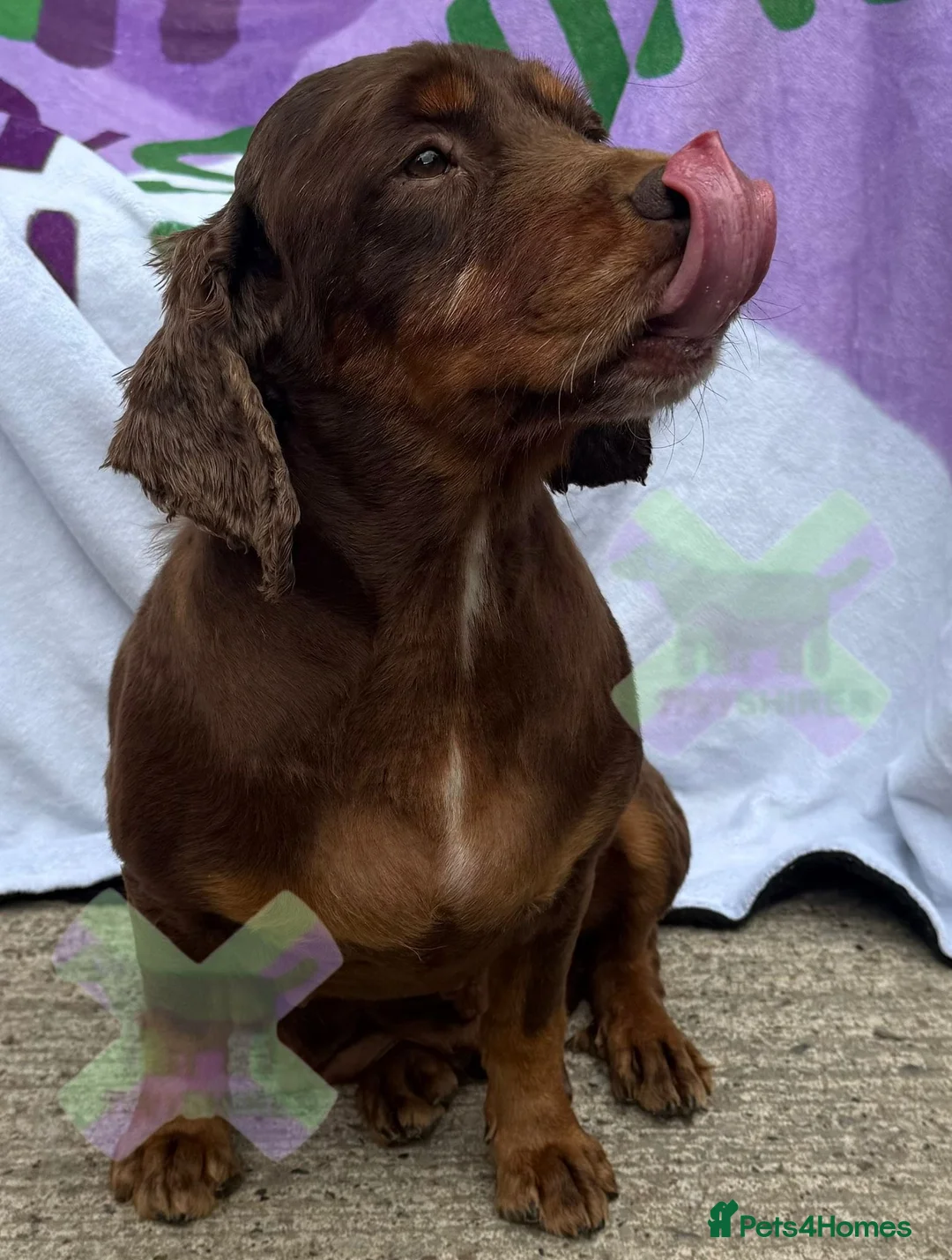 Cocker Spaniel dogs for sale: Adult cocker spaniel spayed 💖 - Advert 2
