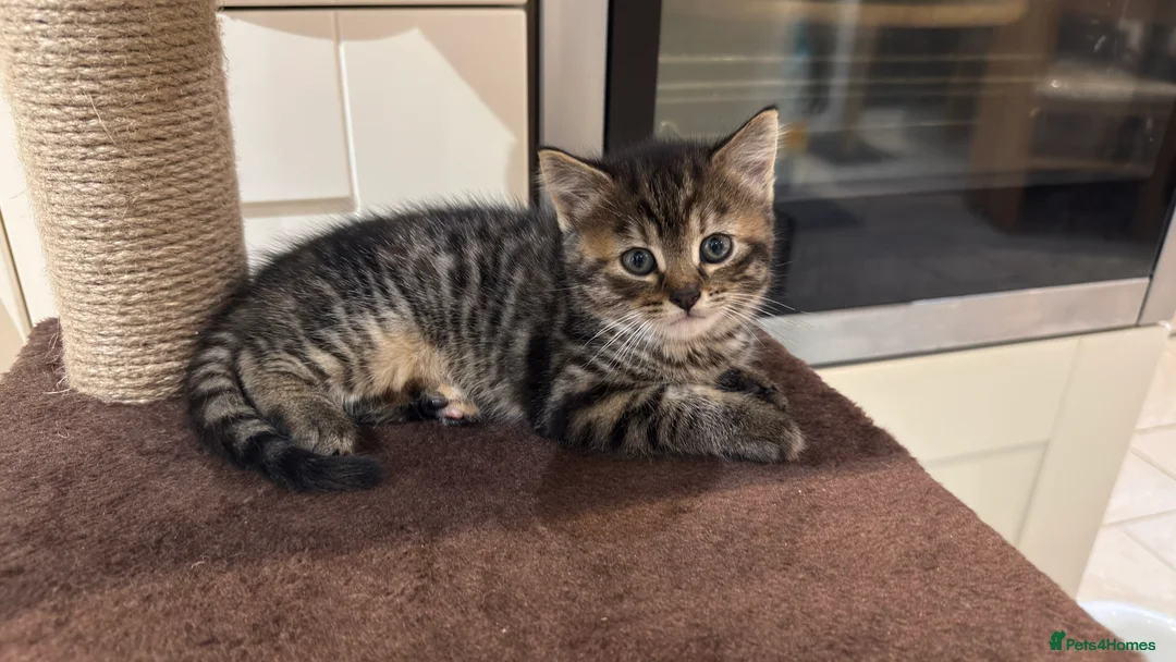 British Shorthair cats for sale: Lovely kittens  - Advert 18