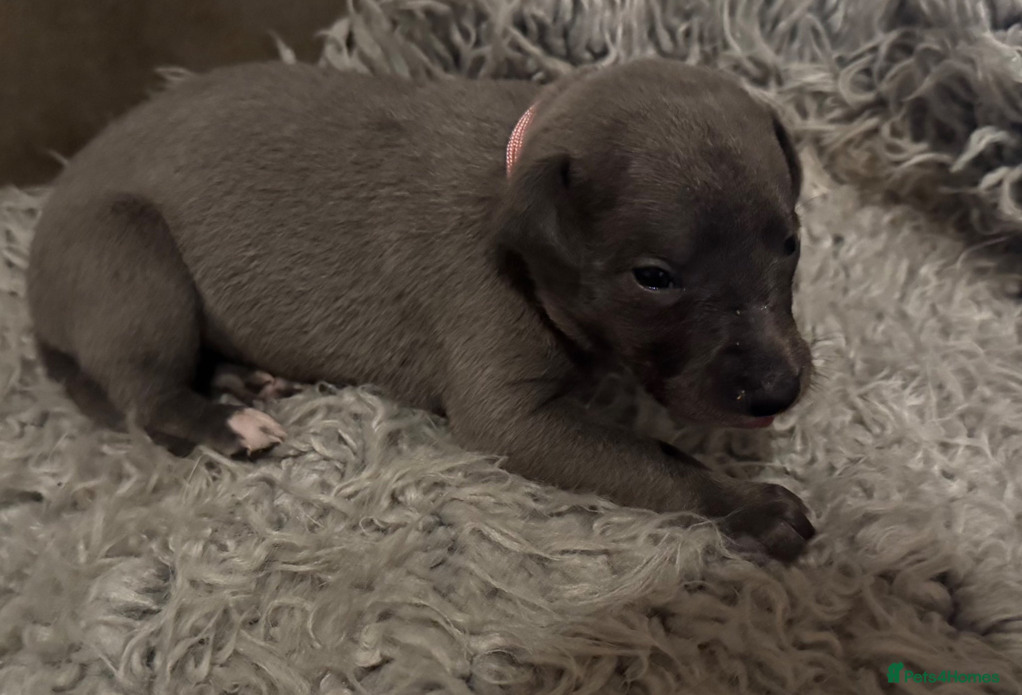 Whippet dogs for sale: 💙 Stunning KC Registered Blue Whippet Puppies  - Advert 20