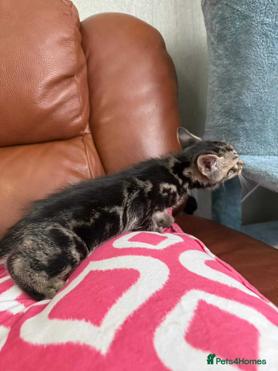 Mixed Breed cats for sale: Mixed Bengal and tabby cats  - Advert 11